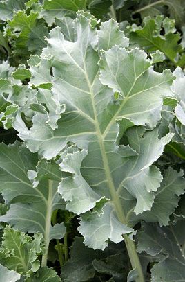 sea kale Ornamental Vegetables, Coastal Terrace, Coastal Foraging, Crambe Maritima, Allotment Recipes, Gothic Gardens, Edible Perennials, Sea Kale, Dutch Countryside