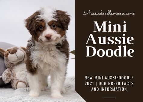 Mini Aussiedoodle Haircut, Aussie Doodle, Mini Aussie Doodle, Mini Aussiedoodle Haircut Styles, Mini Aussiedoodle, Blue Merle Mini Aussie, Aussie Mountain Doodle, Mini Aussie Blue Merle, Miniature Aussie