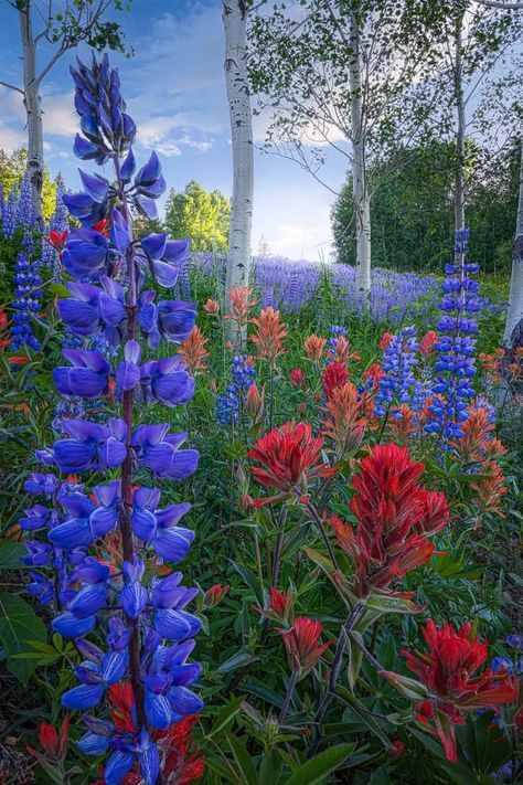 From everything I'm seeing, it looks like the flowers are out early in my favorite part of Colorado. Here is my favorite wildflower photo from last year in Crested Butte. Pic by Jae Jarratt Photography. Colorado Wild Flowers, Colorado Wildflowers, Wildflower Photo, Nantucket Wedding, Crested Butte, Wildflower Garden, Venue Decor, My Favorite Part, The Flowers