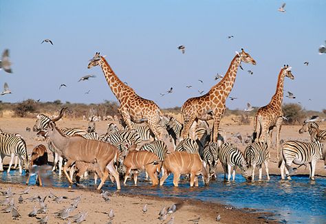 Watering hole Savannah Animals, South Africa Wildlife, African Plains, African Skies, Safari Art, Durban South Africa, Namib Desert, Africa Wildlife, Africa Animals