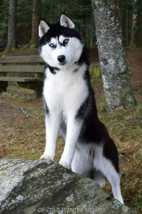 #Siberian #Husky standing on a rock. Puppies Husky, Husky Facts, Caine Husky, White Husky, Husky Puppies, Cute Husky, Siberian Husky Dog, Siberian Huskies, Husky Mix