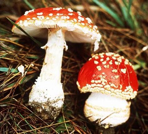 "Club Fungi" Kingdom Fungi, Phylum Basidiomycota Mushroom Land, Fungi Kingdom, Health Benefits Of Mushrooms, Fly Agaric Mushroom, Asparagus And Mushrooms, Mushroom Wallpaper, Homeopathic Medicine, Homeopathic Remedies, Yellow Leaves