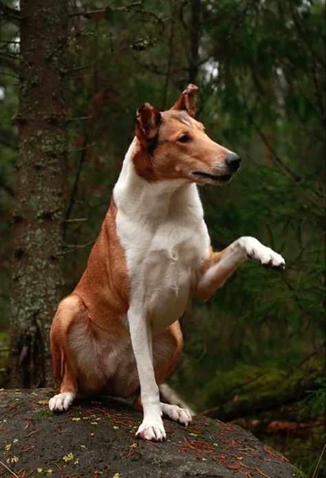 Smooth Collie Horse Poses, School Dr, Smooth Collie, All Breeds Of Dogs, Animal Reference, Bearded Collie, Very Cute Dogs, Rough Collie, Collie Dog