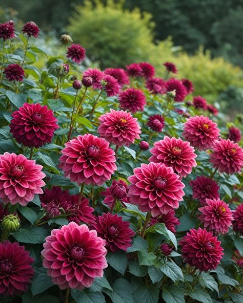 11 Best Dahlia Varieties Mexican Dahlia, Maroon Dahlia, Dahlia Diva, Pink Dahlia Bouquet, Daliah Flower, Dalia Flower, Dahlia Farm, Dahlia Varieties, Peony Leaves