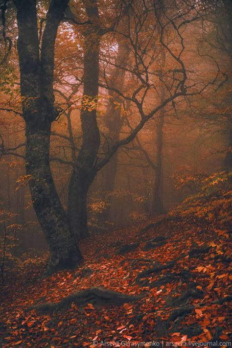 .Natural beauty Magic Forest, Autumn Beauty, Magical Forest, Autumn Forest, Love Fall, Into The Woods, Favorite Season, Samhain, Beautiful Tree