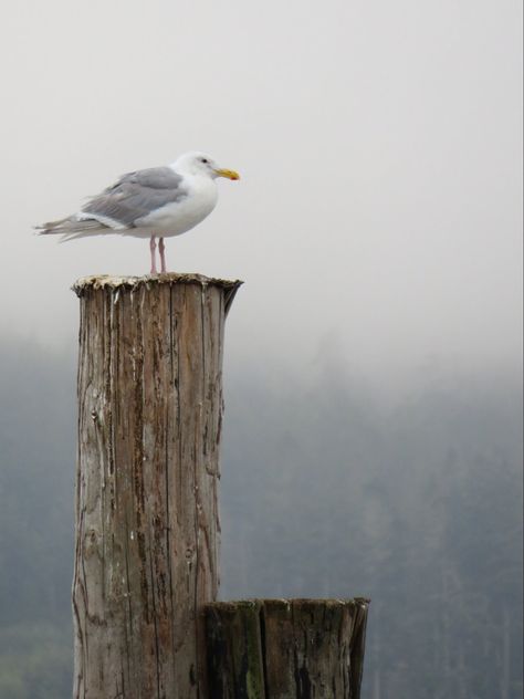 Seagull on his post in the misty summer morning in Sooke BC Digital copy is for personal use only, not to be resold, distributed, or used for personal gain. Seagulls Aesthetic, Seagulls Photography, Seagull Photography, Seagull On Post, Seagull Yelling, Seagulls In Flight, Seagulls Beach Aesthetic, Canada Photography, British Columbia Canada