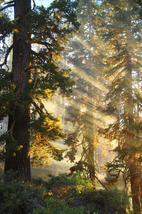 Woods Aesthetic Light, Sunset Through Trees, Sunset In A Forest, Nature Trees Forest, Light Coming Through Trees, California Forest Aesthetic, Forest Scenery Photography, Tahoe National Forest, Sunlight Through Trees Aesthetic