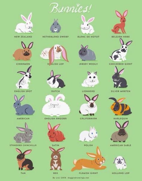 We present to you a chart of bunnies. Diy Pour Lapin, Tapsi Hapsi, Animal Chart, Bunnies Art, Rabbit Stuff, Raising Rabbits, Pet Bunny Rabbits, Rabbit Breeds, Bunny Care