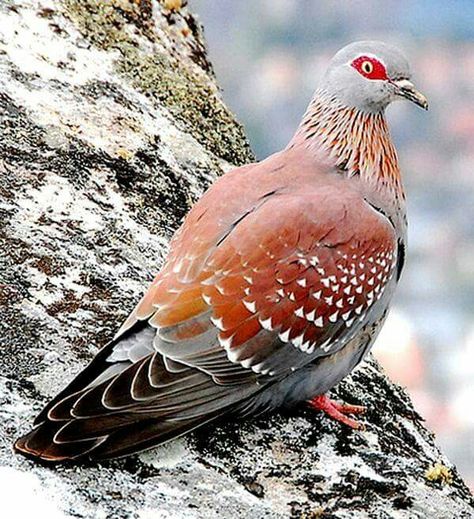 Speckled pigeon Beautiful Pigeons, Rock Pigeon, Pigeon Breeds, Dove Pigeon, Kinds Of Birds, Colorful Bird, Airbrush Art, Nature Birds, Exotic Birds