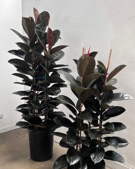 Plant style, grow confidence. 🌱 @thepottedearthco Grow Confidence, Plants In Interior, Plant Style, West Home, Rubber Plant, Large Plants, Container Plants, Raised Garden, Black Rubber