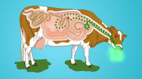 Cow Digestive System, Cow Ghee, 4 Grade, Science Learning, The Digestive System, Health Journal, Baguio, Learning Science, E Scooter