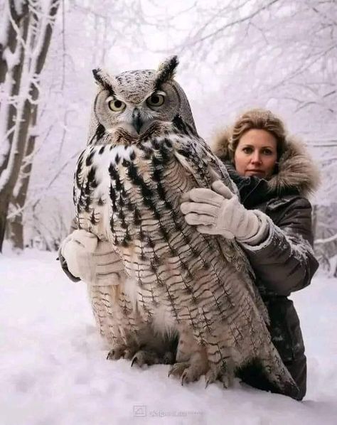 Snow Owls, Owl Species, Awesome Owls, Owl Photography, Owl Photos, Animal Funny, Owl Pictures, Beautiful Owl, Great Horned Owl