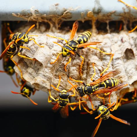 Wasp Nest Wasp Nest Removal, Wasp Removal, Get Rid Of Wasps, Wasp Nest, Pest Control Services, Wasp, Pest Control, Bee Hive, Insects