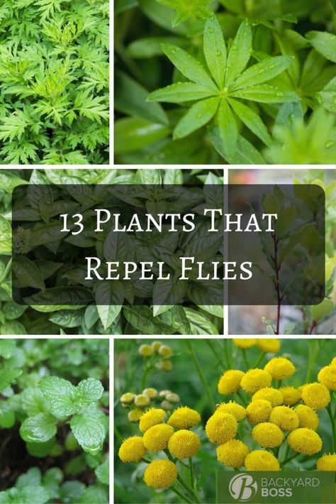 Plants That Repel Flies, Repel Flies, Insect Repellent Plants, Plants That Repel Bugs, Mosquito Plants, Get Rid Of Flies, Mosquito Repelling Plants, Fly Repellant, Bring It Back