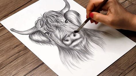 Today, I show you how to draw a highland cow head step by step. #cow_sketch #highland_cow #drawing #sketch #howtodraw How To Draw Highland Cow, How To Draw Highland Cow Easy, Highland Cow Sketch Easy, Highland Cattle Drawing, Highland Cow Printable Free, Highland Cow Craft Ideas, Highland Cow Drawing Easy Step By Step, How To Draw A Highland Cow Step By Step, Draw Highland Cow