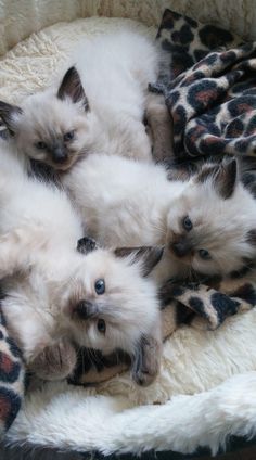 Cats For Sale Near Me, Ragdoll Cats And Kittens, Birman Cat Aesthetic, Ragdoll Kitten Aesthetic, Ragdoll Aesthetic, Ragdoll Cat Aesthetic, Ragdoll Cats For Sale, Aesthetic Cat Tattoo, Cat Breeds Ragdoll