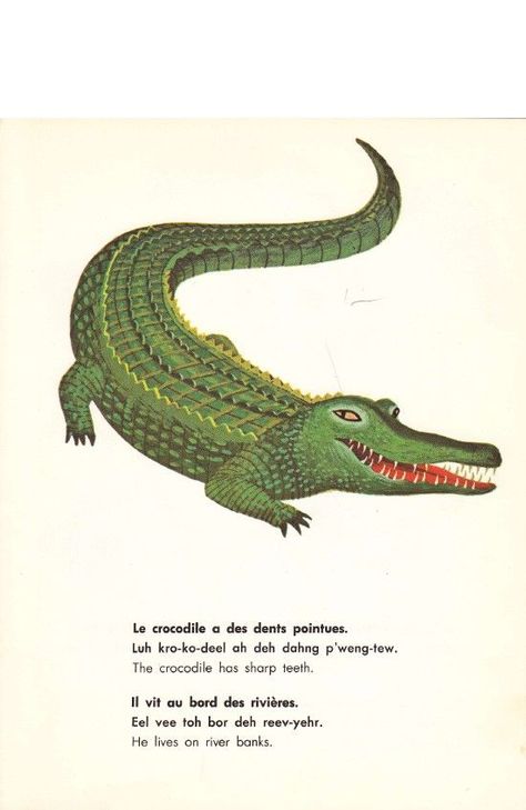 Crocodile Illustration, Bubble Boy, Museum Of Childhood, School Murals, Childs Room, Scientific Illustration, Shades Of Gray, Crocodiles, Vintage Tattoo