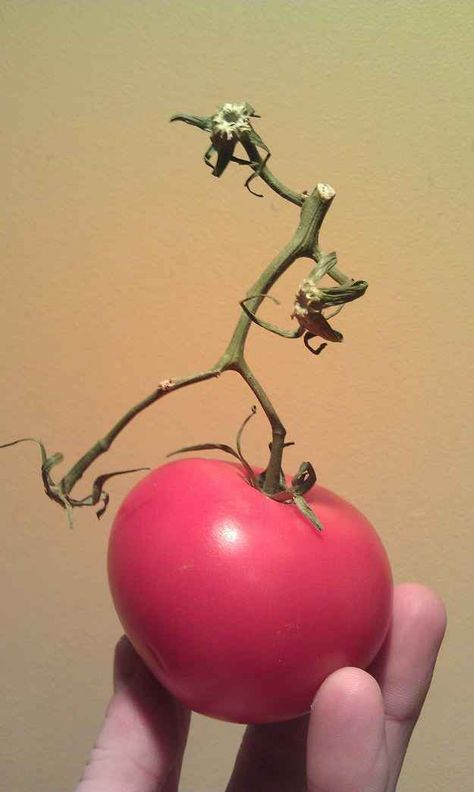 This headless stalk-person dancing on a tomato. American Funny Videos, Tomato Vine, Strange Places, Meme Pictures, New Memes, Mother Nature, Beautiful Pictures, Vines, Christmas Bulbs