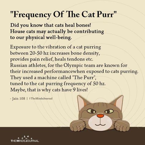 “Frequency Of The Cat Purr”Did you know that cats heal bones!House cats may actually be contributing to our physical well-being. Cat Purring Frequency, Cat Purr Healing, Cat Healing, Cat Spirit Animal, Cat Purring, Cat Spirit, House Cats, Cat Purr, Pretty Cat