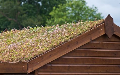 Creating Your Own Green Roof Roof Plants, Living Green Roof, Modern Garden Design Ideas, Green Roof Garden, Shed Ramp, Garden Huts, Green Roof Building, Sedum Roof, Green Roof System