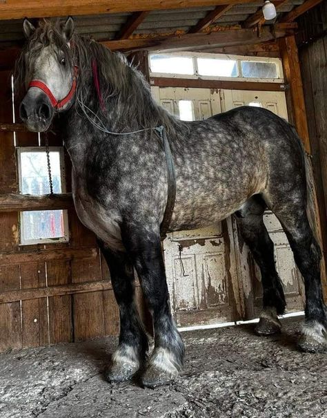 Big Horse Breeds, Percheron Horses, Rare Horses, Draft Horse, Big Horses, Horse Aesthetic, Most Beautiful Horses, Majestic Horse, Horse Drawings