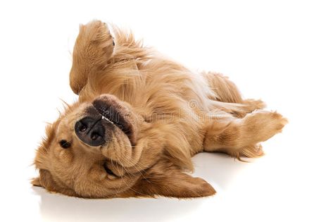 Golden Retriever dog on his back. A cute golden retriever laying down comfortabl #Sponsored , #SPONSORED, #AFFILIATE, #Retriever, #cute, #laying, #dog Essential Oils Dogs, Animal Health, Love My Dog, Large Dog Breeds, Retriever Puppy, Dogs Golden Retriever, Retriever Dog, Golden Retrievers, Dog Show