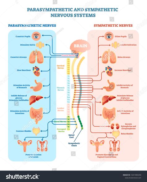 Human nervous system medical vector illustration diagram with parasympathetic and sympathetic nerves and connected inner organs through brain and spinal cord. Educational information complete guide. #Ad , #Affiliate, #diagram#illustration#sympathetic#parasympathetic Nervous System Anatomy, Sympathetic Nervous System, Nerve Anatomy, Nervus Vagus, Medical Vector, Diagram Illustration, Human Nervous System, Scientific Knowledge, Relaxation Response