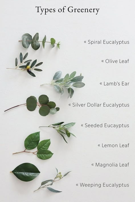 Types Of Greenery, Wedding Flower Types, Dresses 15, Gold Quince, Home Decor Green, Sage Wedding, Artificial Greenery, Sage Green Wedding, Dresses Quinceanera