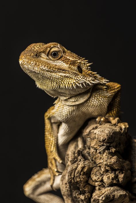 3 Ferrets, Dragon Reference, Bearded Dragon Tattoo, Thorny Devil, Funny Lizards, Bearded Dragon Funny, Whites Tree Frog, Baby Bearded Dragon, Bearded Dragon Cute