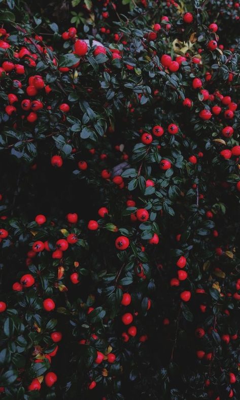 Dark Berries Aesthetic, Red Berries Aesthetic, March Vibes, Berry Aesthetic, Berries Photography, Bujo 2023, Dark Spring, Dark Academia Cottagecore, Love Dark