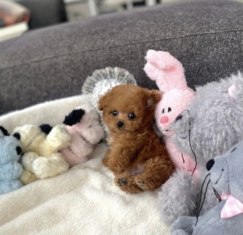 Teacup Poodle Full Grown, Female Poodle, Poodle Hairstyles, Teacup Poodles For Sale, Tea Cup Puppies, Teddy Bear Poodle, Teacup Poodles, Teacup Poodle Puppies, Teddy Bear Puppies