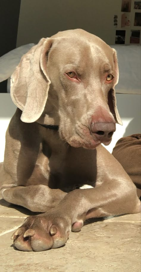 Wiemeriner Puppies, Weimaraner Aesthetic, Weimaraner Puppies, Dog Day Afternoon, Weimaraner Dogs, Doberman Dogs, Cute Dog Pictures, Dog Rules, Pitbull Puppies