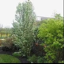 Serviceberry 12 - 15, 3 -4   Standing Ovation Amelanchier Alnifolia, Shrubs For Privacy, Deer Resistant Perennials, Air Cleaning Plants, Long Blooming Perennials, Inside Garden, Standing Ovation, Garden Shrubs, Luxury Garden