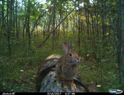 Trailcam Aesthetic, Trail Camera Pictures, Forest Wildlife Aesthetic, Trail Cam Photos, Trail Cam, Rabbit In Forest, Trailcam Animals, Cat In Nature Aesthetic, Forest Cat Aesthetic