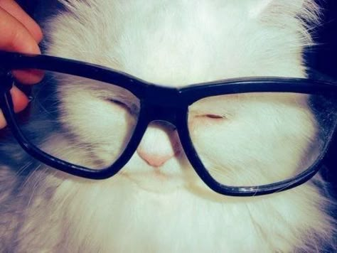 I'm wearing those glasses right now... where's Sophie Marie Antoinette? Cat Wearing Glasses, Hipster Cat, Wearing Glasses, Silly Animals, Silly Cats, Pretty Cats, Cat Pics, Cool Cats, Koala