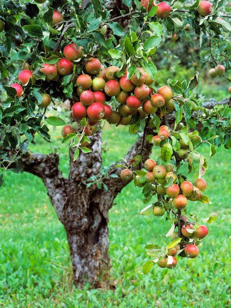 Learn how to choose, plant and maintain various fruit trees from the gardening experts at HGTV.com. Fruit Tree Garden, Fruit Growing, Nut Trees, Growing Fruit Trees, Food Forest, Growing Fruit, Hydroponic Gardening, Fruit Tree, Fruit Garden