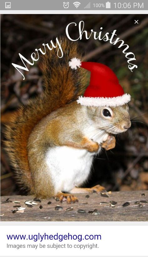 Merry Christmas squirrel Funny Squirrel Pictures, Pictures Animals, Christmas Squirrel, Funny Christmas Pictures, Squirrel Pictures, Squirrel Art, Squirrel Funny, Squirrel Girl, Cute Squirrel