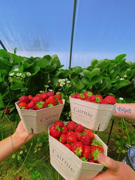 Berry Farm Aesthetic, Fruit Picking Aesthetic, Spring Activities Aesthetic, Strawberry Fields Aesthetic, Berry Picking Aesthetic, Strawberry Picking Aesthetic, Strawberry Picking Pictures, Spring Aesthetic Nature, Summer Holiday Ideas