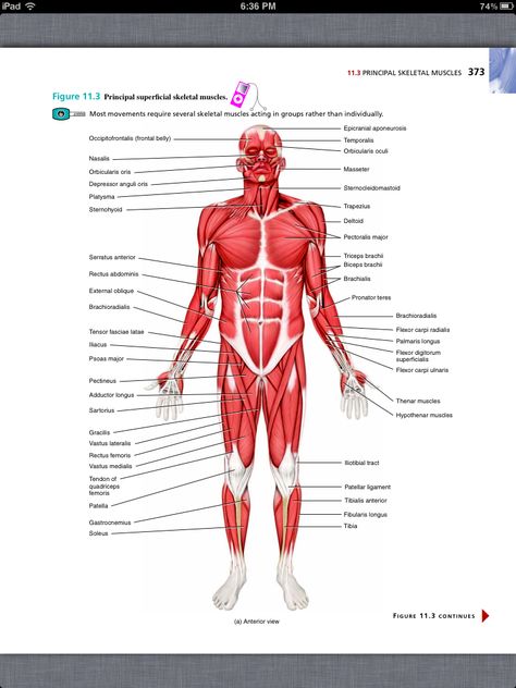 Principles of Anatomy and Physiology, Chapter 11, The Muscular System, 8, book… The Muscular System, Anatomy Studies, Muscular System, Drawing Anatomy, Martial Arts Techniques, Anatomy Physiology, Iron Sheet, Scientific Illustration, Art Programs