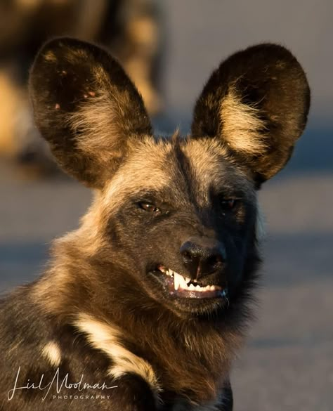 African Dog, Animal Expressions, Painted Dogs, Creature Reference, Animal Poses, Painted Dog, African Wild Dog, Wild Dog, Drawing Animals