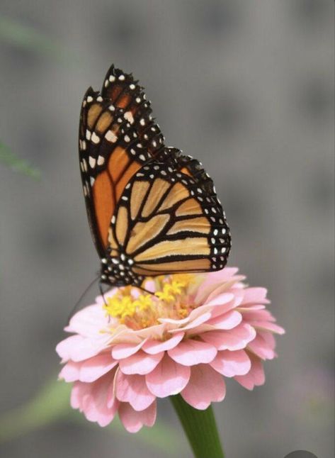 Butterfly On Flower Photography, Bugs On Flowers, Dragonfly On Flower, Butterflies On Flowers, Butterfly On Flowers, Stain Art, Butterfly On A Flower, Butterfly On Flower, Beautiful Butterfly Photography