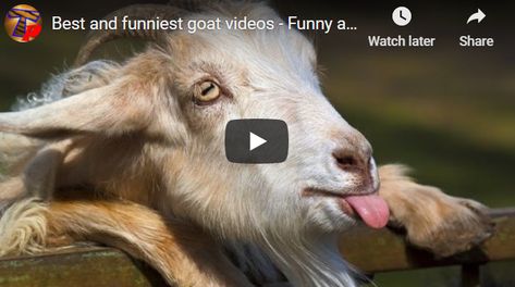 This is sure exciting and fantastic - Funniest Best Goat Videos - Animal Compilation. Goats can sure act and behave really strange and weird. Hear goats make funny sounds and screams, act like they are dead, walk on front legs, play with a ball, ice skate and even be violent goats. They are awesome and very funny. What is the acronym GOAT stand for? greatest of all time. It is the Acronym for "greatest of all time." GOATS include icons like astronauts and cosmonauts. Goat Videos Funny, Goat Stand, Goat Videos, Funny Sounds, Animal Fails, Fail Videos, Goats Funny, Greatest Of All Time, Cute Goats