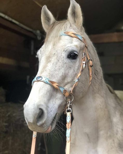 Barrel Racing Tack Rodeo, Horse Tack Diy, Horse Braiding, Horse Shelter, Bitless Bridle, Diy Horse, Horse Costumes, Western Horse Tack, Horse Wallpaper