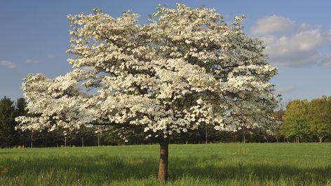 Kousa Dogwood, Flowering Dogwood, Dogwood Blooms, Dogwood Tree, Dogwood Trees, Tree Nursery, Dogwood Flowers, Fast Growing Trees, Garden Shrubs