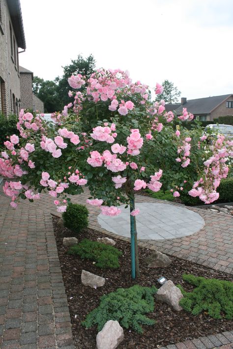 BONICA Rose Garden Landscape, Rose Garden Design, Yard Diy, Garden Idea, Diy Yard, Front Yard Garden, Tea Roses, Landscape Ideas, Flower Photos