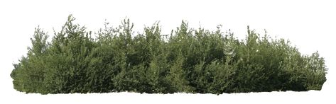 Bushes Photoshop Architecture, Vegetation Png, Bushes Png, Bushes In Front Of House, Grass Png, Shrubs For Landscaping, Photoshop Landscape, House Png, Tree Photoshop