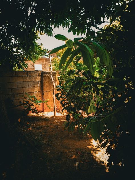 Jamaican backyard full of trees Leaf Aesthetic Wallpaper, Jamaican Aesthetic, Leaf Aesthetic, Real Aesthetic, Jamaican Culture, Wallpaper Download, Wallpaper Downloads, S24 Ultra, Aesthetic Wallpaper