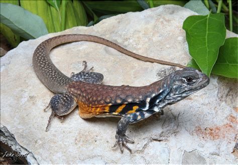 About Wild Animals: A Beautiful Butterfly | Butterfly Agama Lizard, Jake Scott, Inheritance Cycle, Christopher Paolini, Pattern Board, Amazing Animal Pictures, Reptile Terrarium, Butterfly Butterfly, Disney Animals