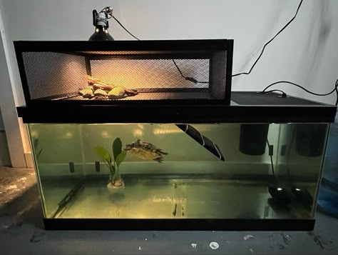 Aquatic Turtle Habitat Ideas Indoor, Musk Turtle Tank Ideas, Turtle Tanks, Water Turtle Tank Ideas, Turtle Aquarium Ideas, Aquatic Turtle Tank Ideas, Turtle Tank Setup Ideas, Turtle Tank Ideas, Turtle Setup