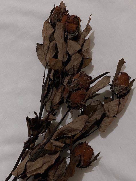 Amidst the fragility of time, dried roses whisper tales of love that never withers.
#roses Dried Rose Aesthetic, Dried Roses Aesthetic, Dried Red Roses, Dead Flowers, Dry Rose, Morally Grey, Dried Roses, Drying Roses, Rosé Aesthetic